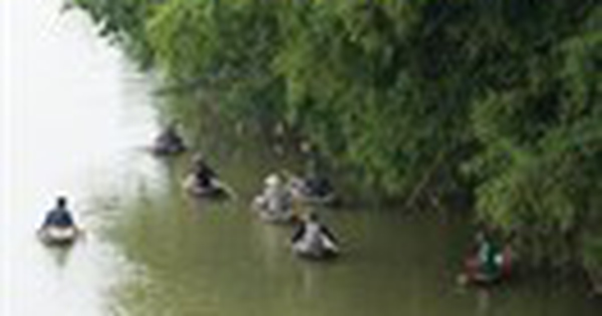 Kiếm cá sông Cầu