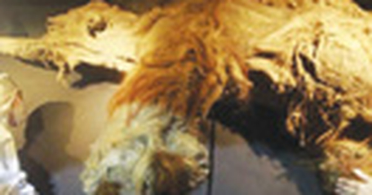 Trưng bày voi ma mút 39.000 năm trước