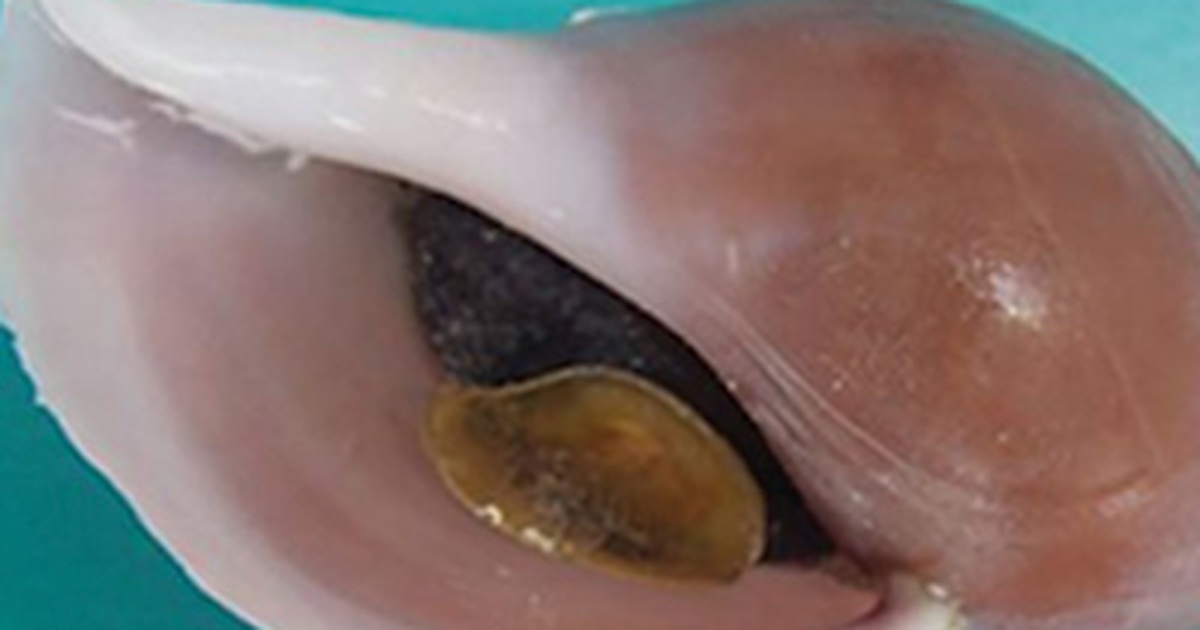 Phát hiện 4 loài sinh vật biển mới