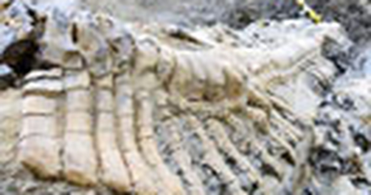 Tìm thấy hóa thạch đuôi khủng long ở Mexico