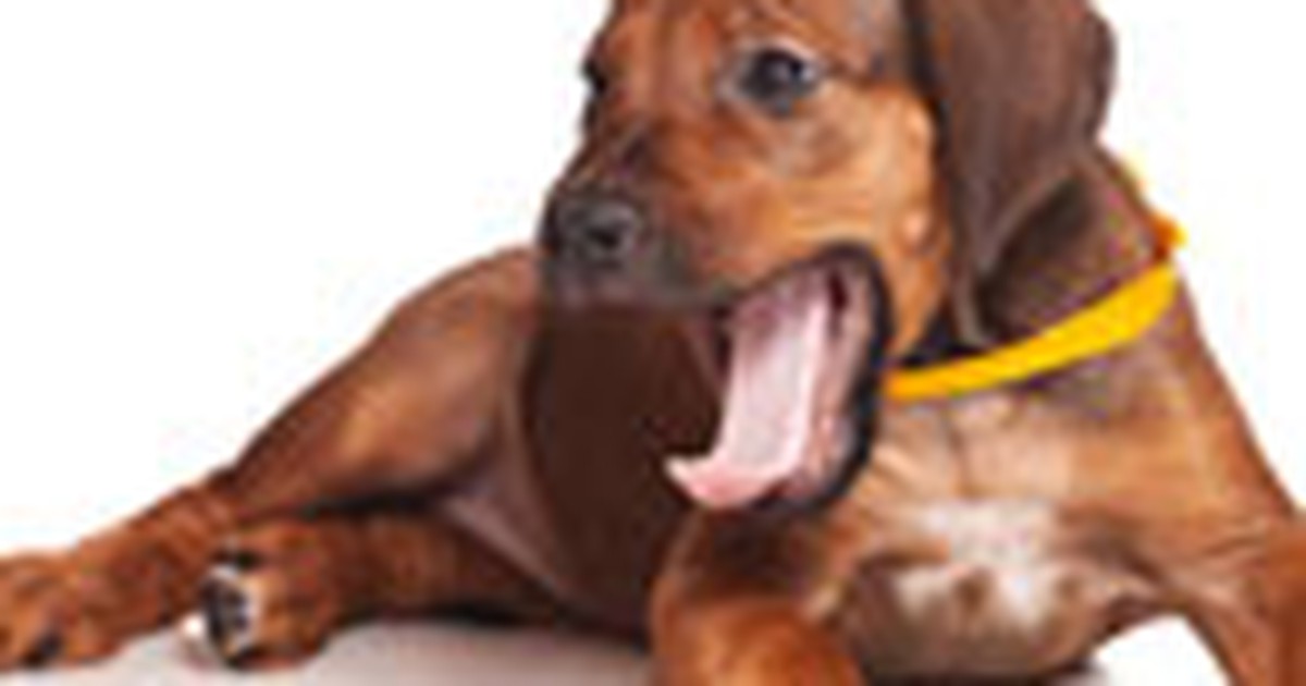 Chó cũng ngáp lây