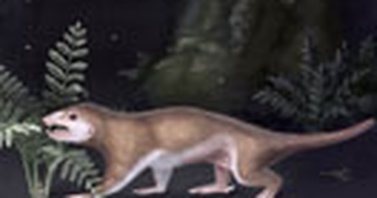 Hóa thạch con sóc cổ xưa nhất