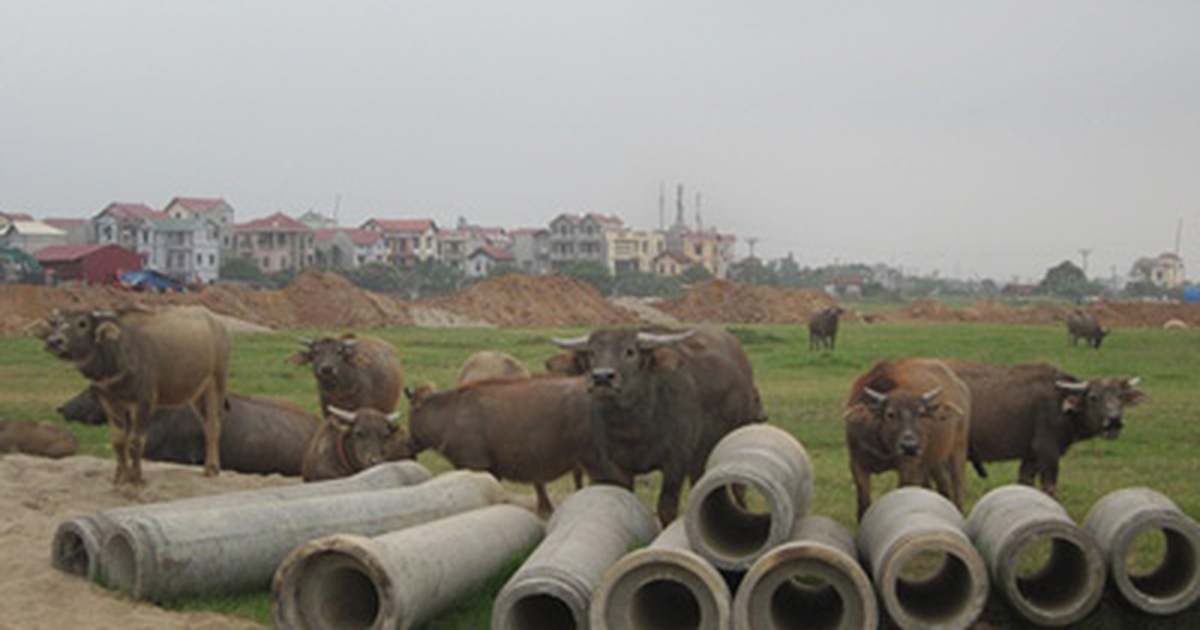 Đô thị mới thành bãi... thả trâu