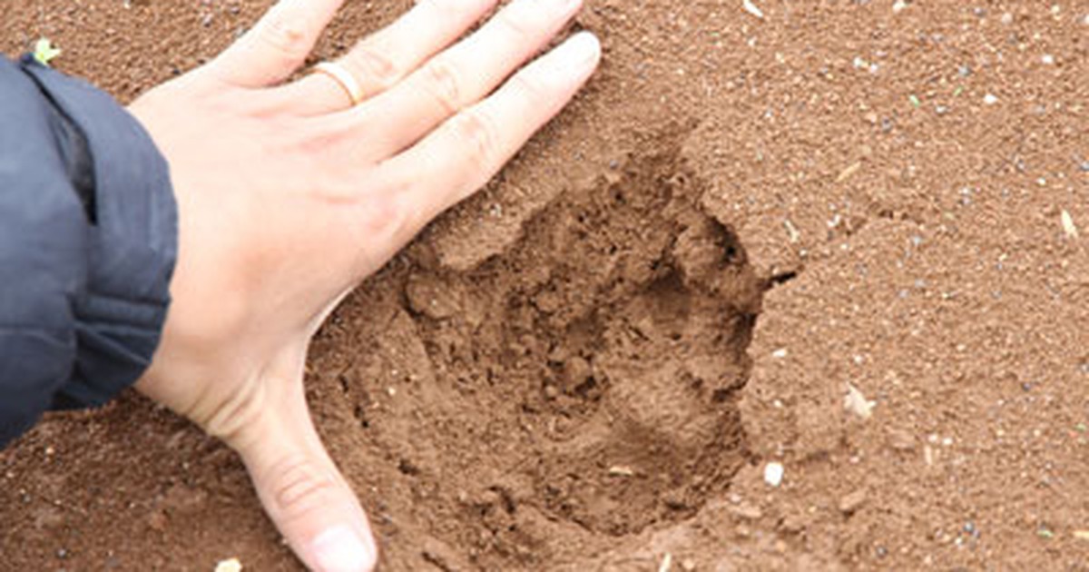 'Thú lạ' gây hoang mang trong khu dân cư