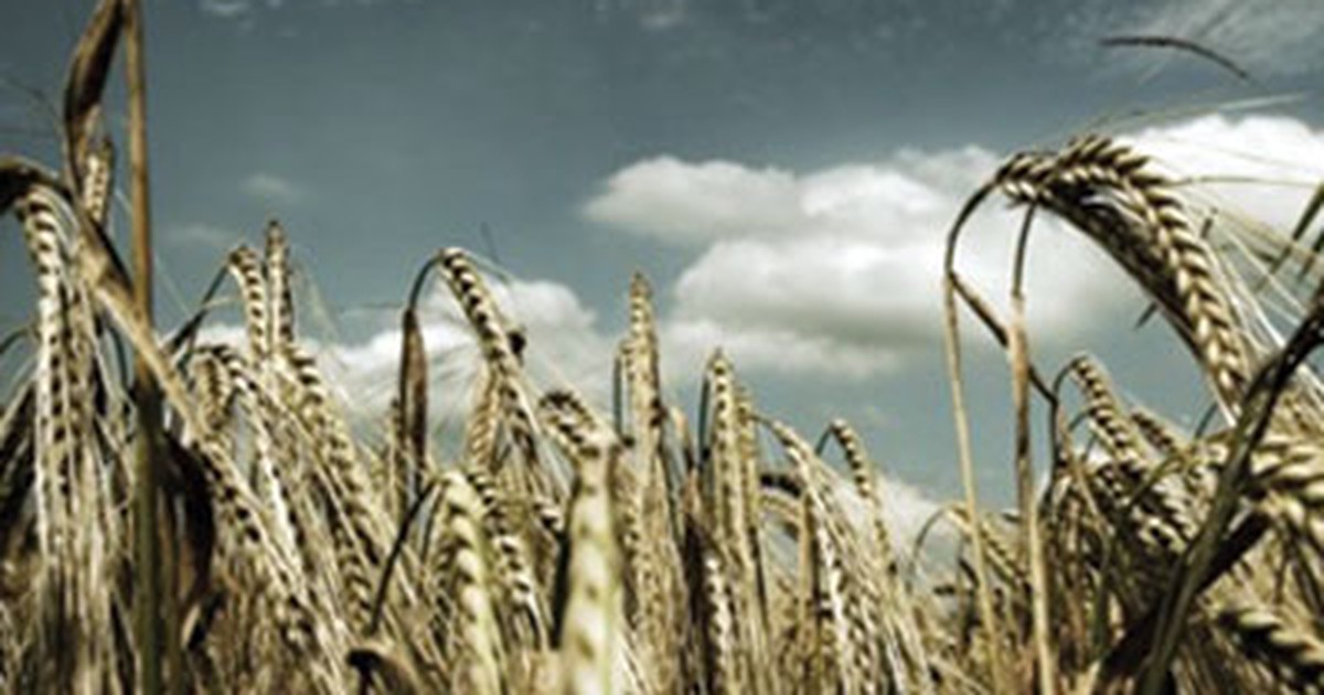 Phương pháp mới tăng sản lượng cây trồng