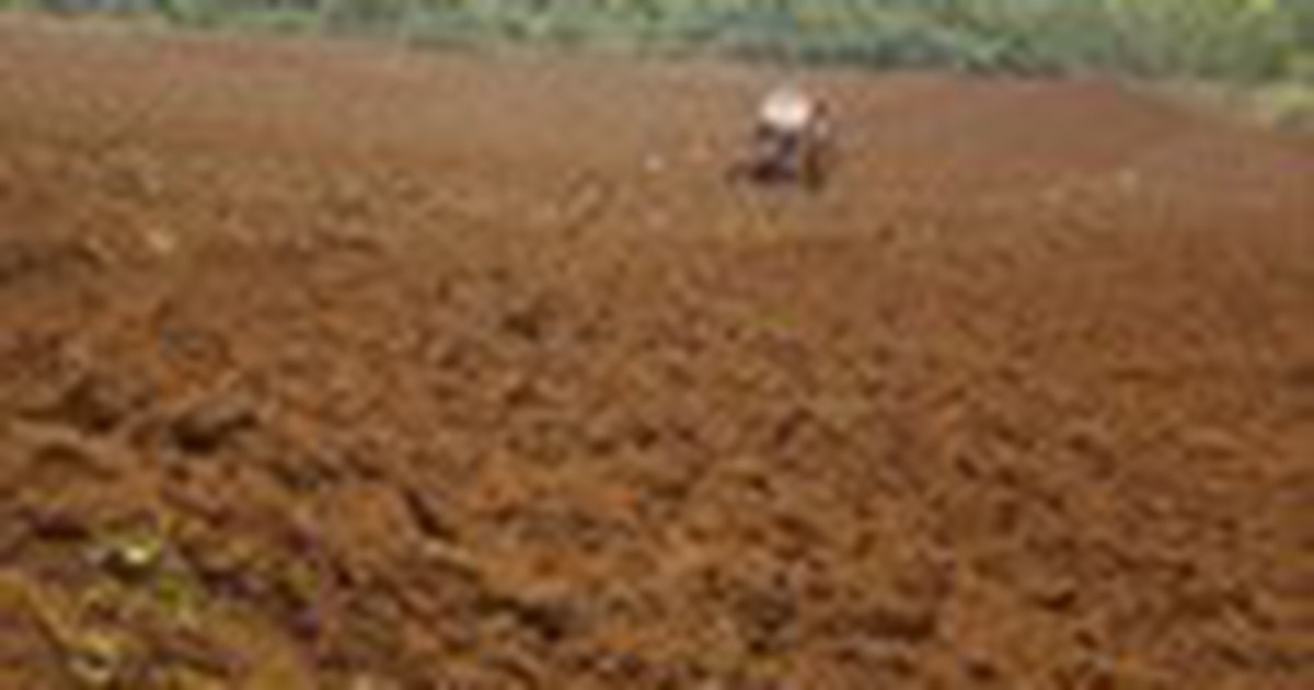 Dân kêu trời vì mì trồng không mọc