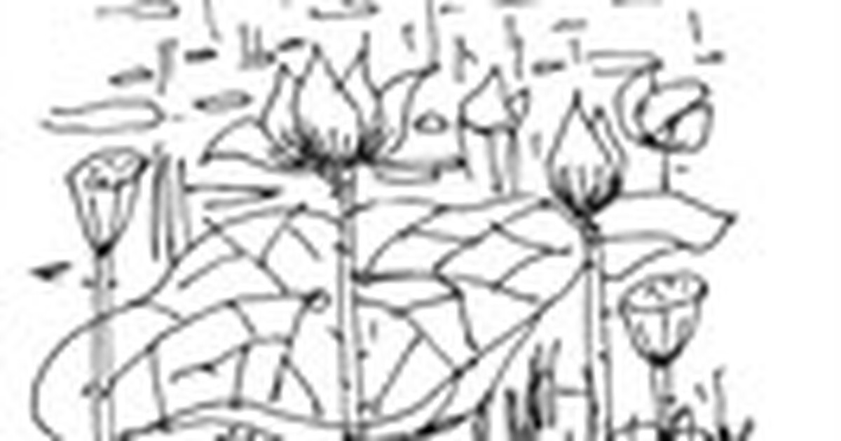 'Nước trên lá' - Thơ của Phan Trung Thành