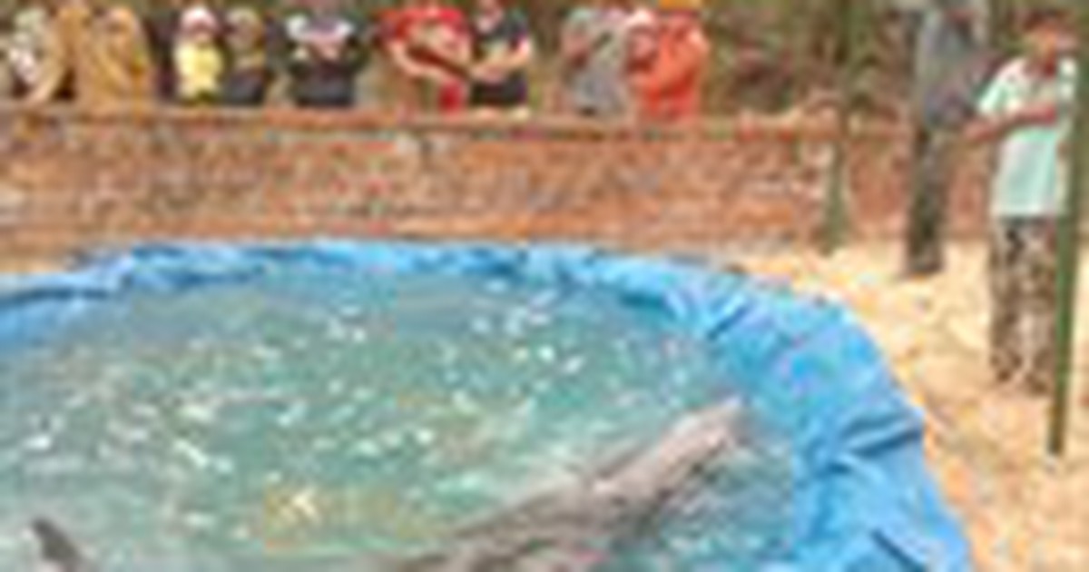 Cá ông dài gần 2 m dạt vào bờ