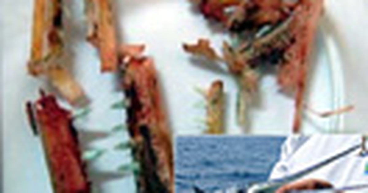 'Thủ phạm' gây thương tích cho du khách Nga là... cá nhái