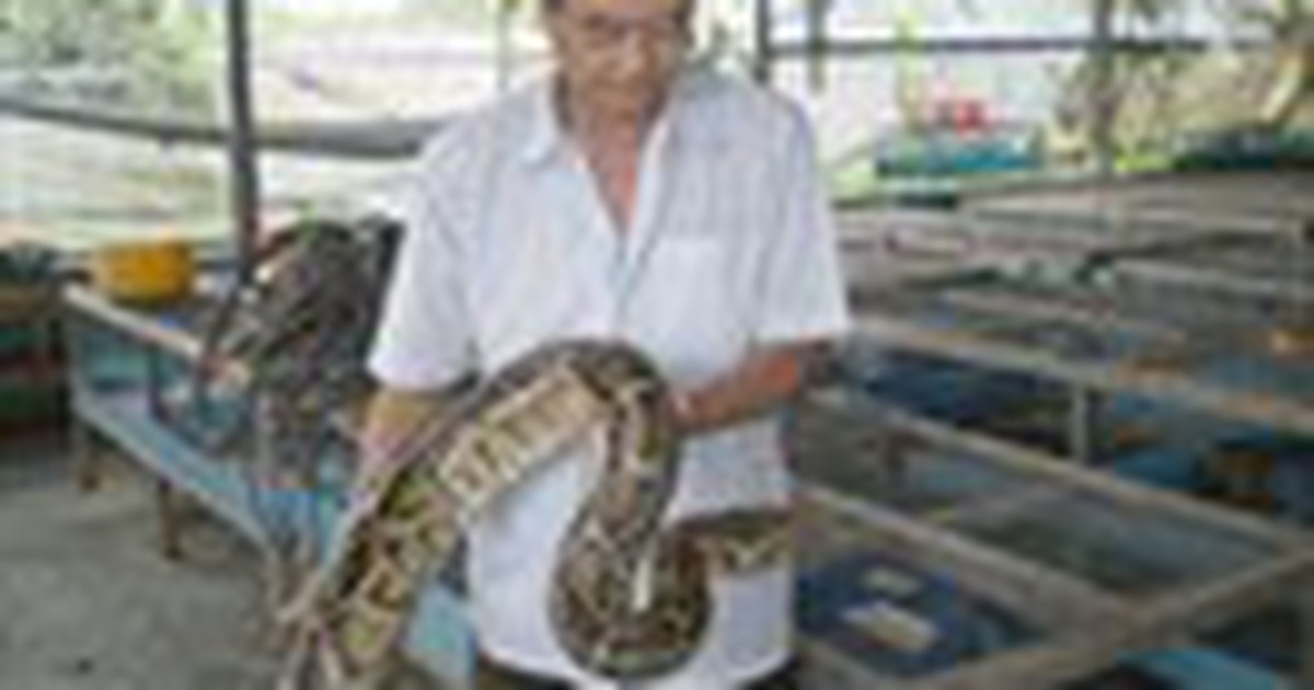 Lao đao vì trăn rớt giá