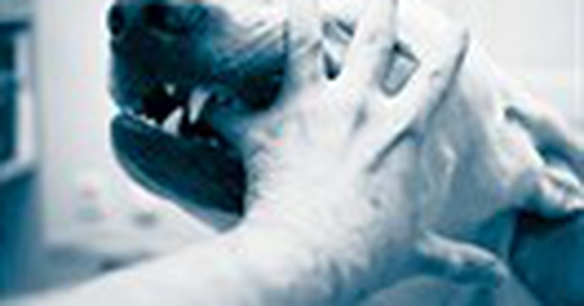 Nguy hiểm chết người từ bệnh dại