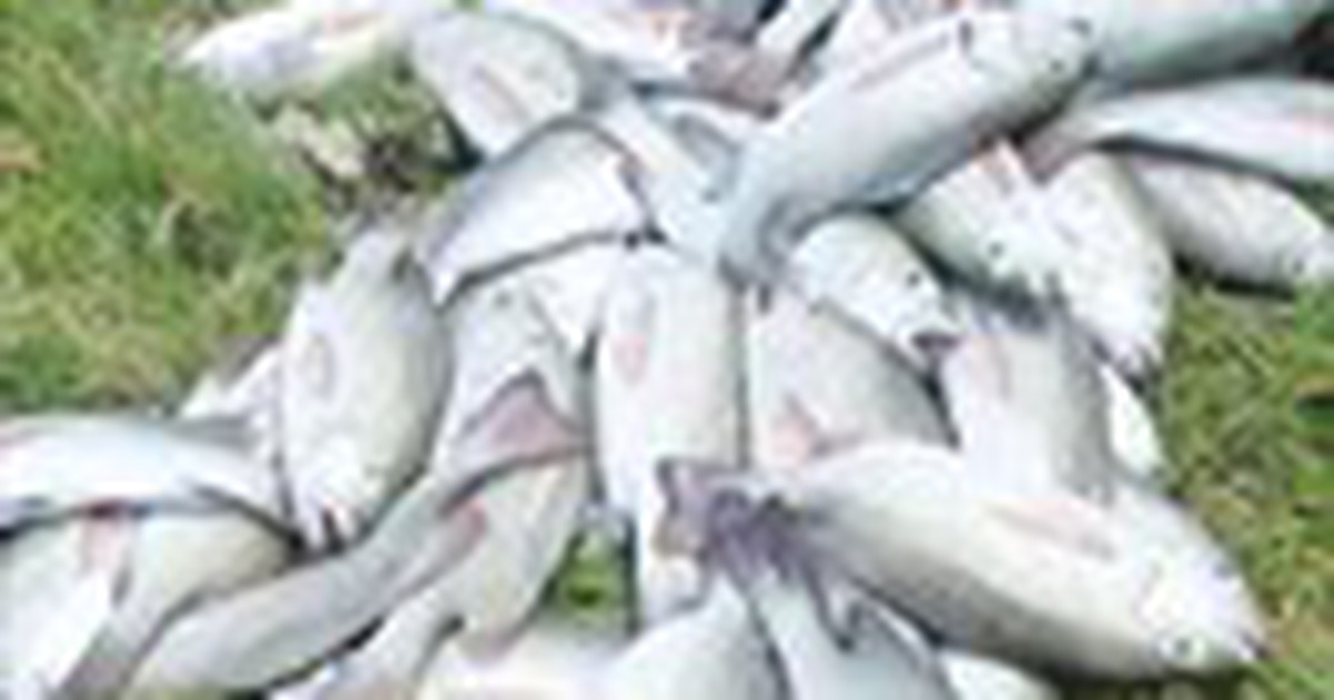 Cá nuôi chết trắng bè tại vịnh Mân Quang