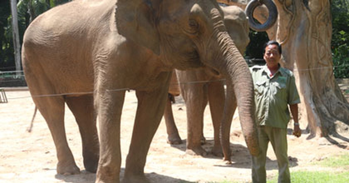 Mưu sinh với nghề nguy hiểm - Kỳ 4: Sống cùng thú dữ