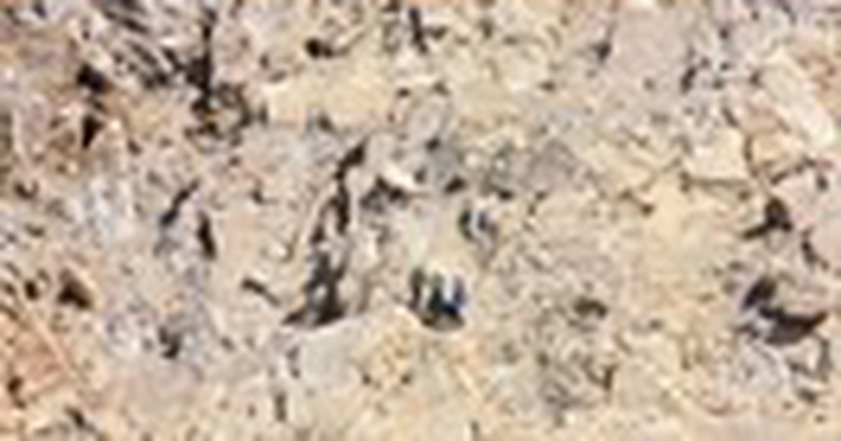 Mưu sinh với nghề nguy hiểm - Kỳ 3: 'Người nhện' trên lèn đá