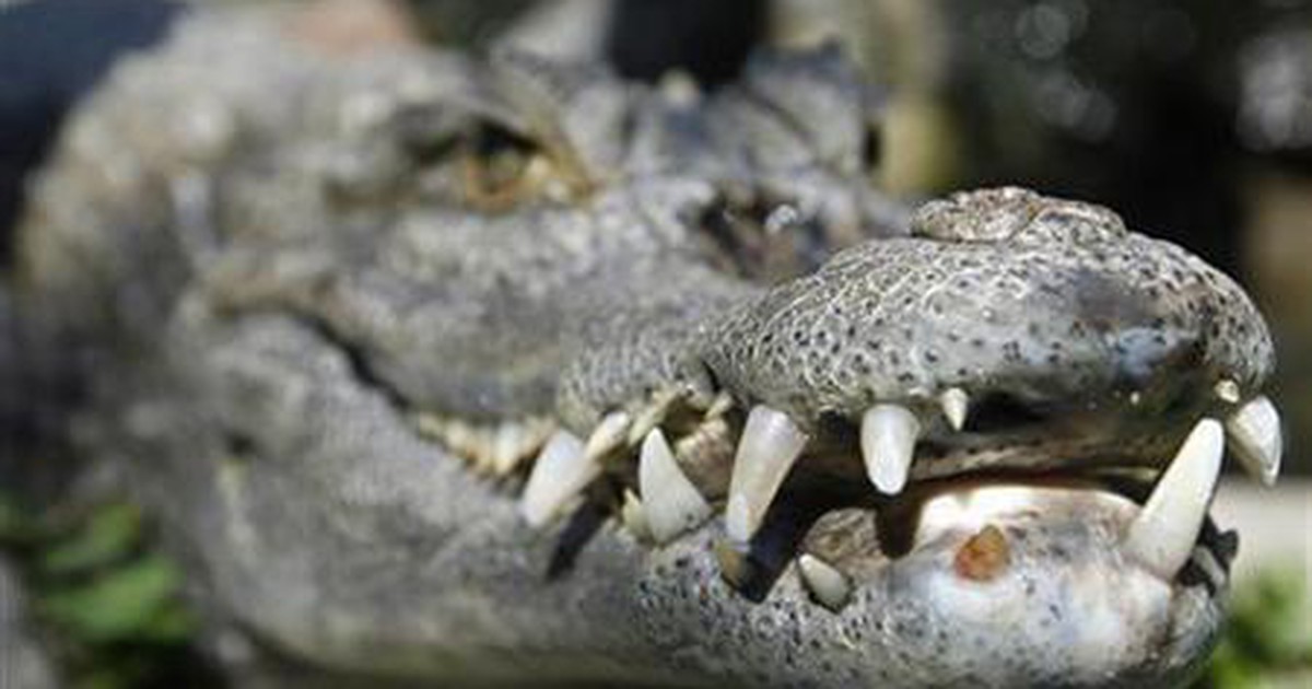 Truy sát cá sấu dài 6m vì ăn thịt người vợ mang thai