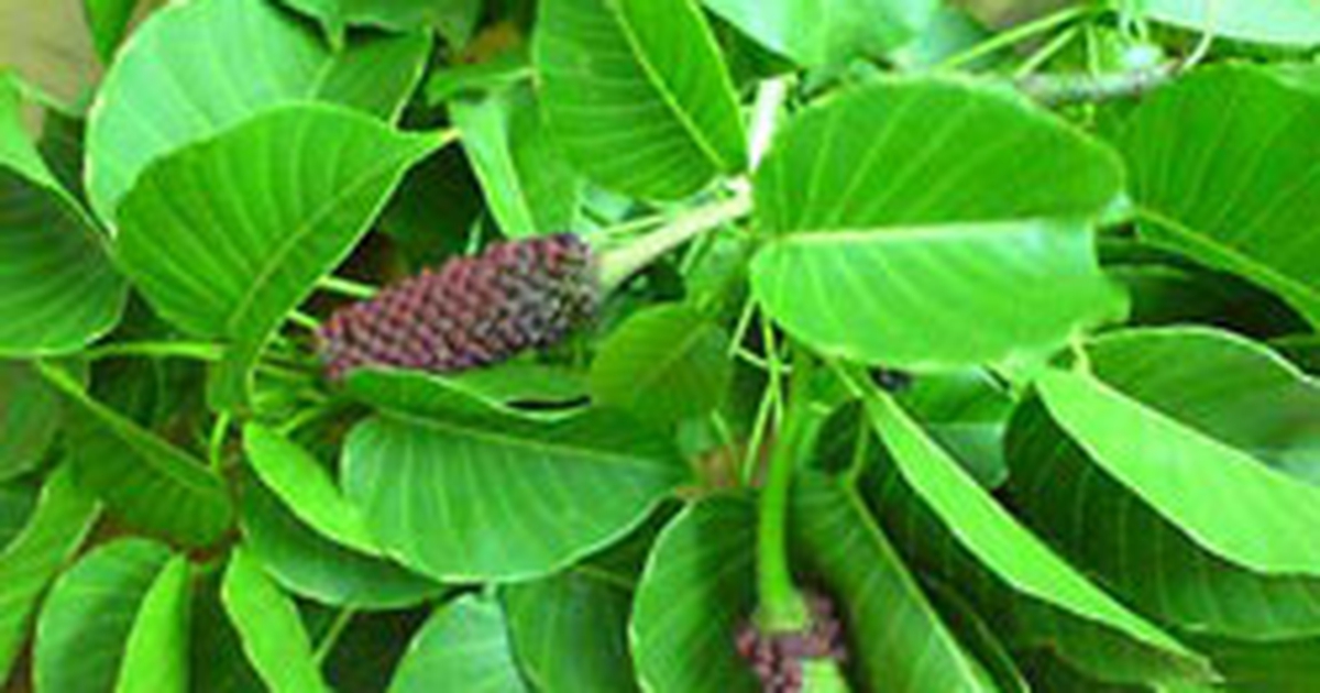 Thuốc trong vườn: Cây bã đậu
