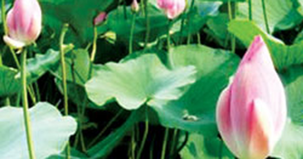 Hoa sen chiếm ưu thế bình chọn quốc hoa