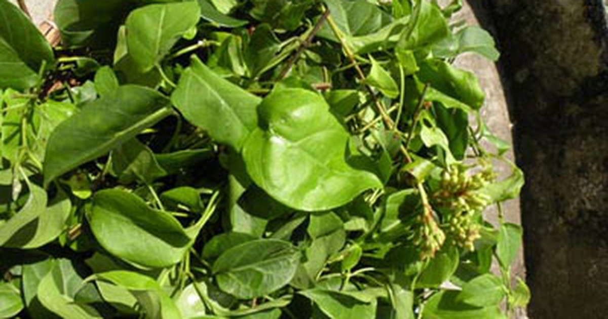 Tuyệt ngon bò tơ ăn cùng lá giang