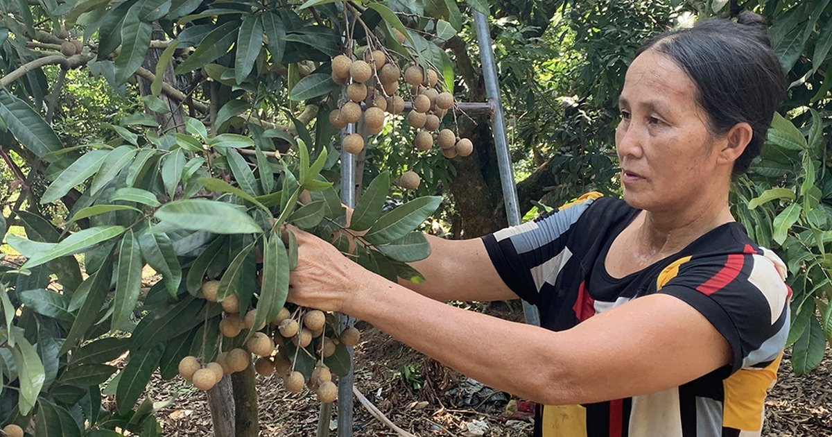 Gỡ khó nhãn tươi Hưng Yên, Sơn La trong mùa dịch Covid-19