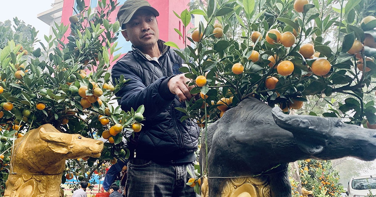 'Trâu vàng cõng quất' bon sai giá tiền triệu vẫn 'cháy' hàng