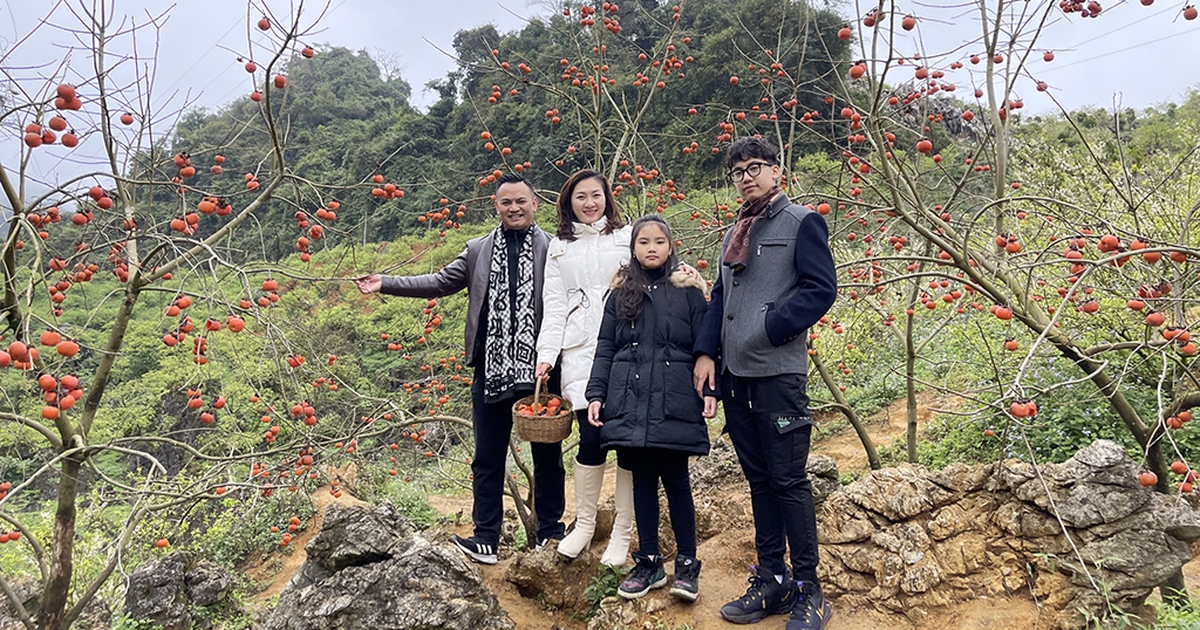 Nhà vườn Mộc Châu 'hốt bạc' đón khách du xuân