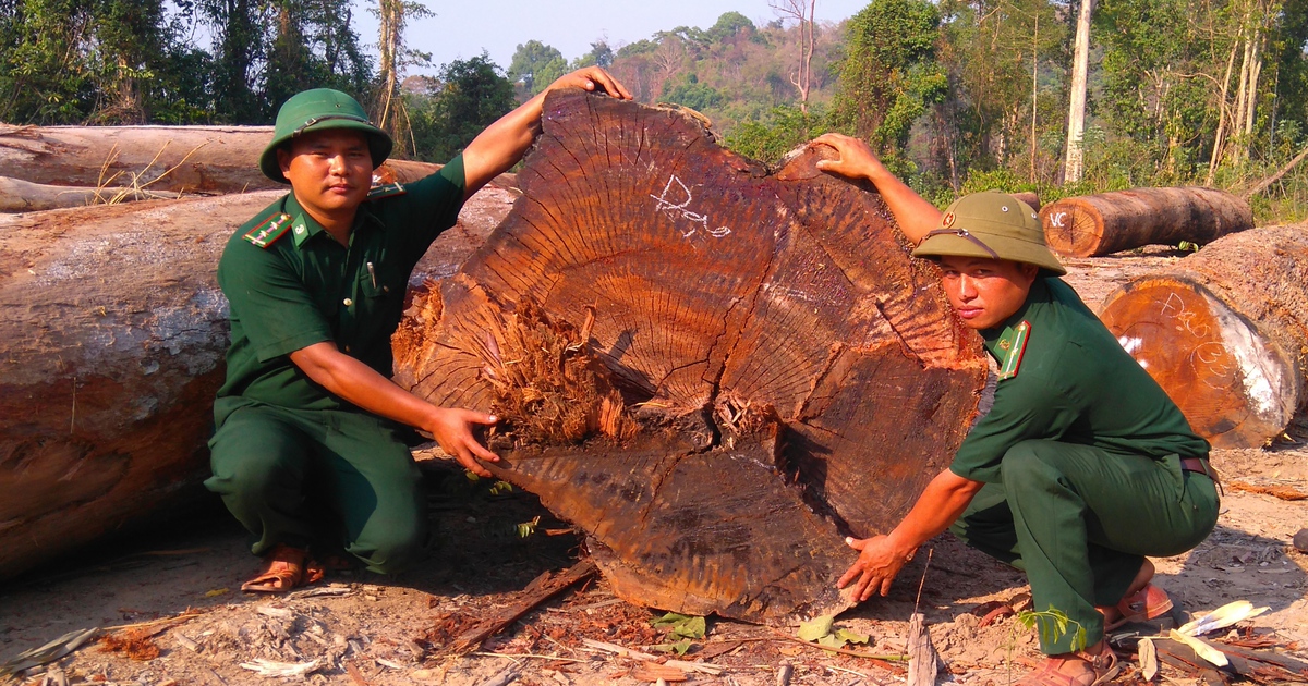 Mục sở thị gỗ lậu biên giới Lào, Campuchia
