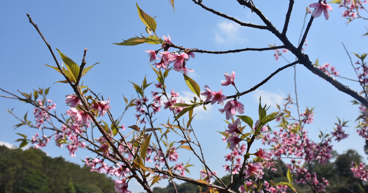 Ngoài đào Đồng Đăng, Măng Đen cũng rực sắc hồng thắm