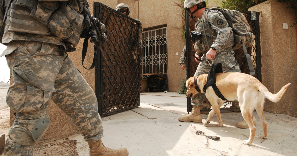 Lục quân Mỹ 'bạc đãi' quân khuyển giải ngũ