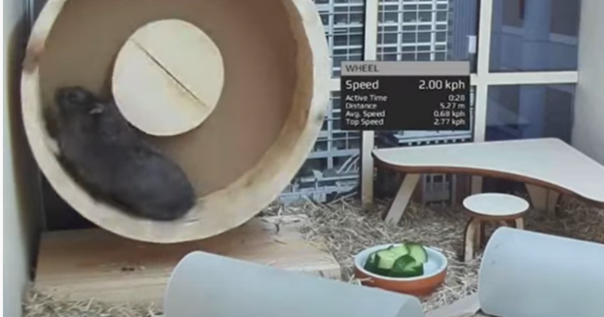 Chuột đầu tư 'tiền ảo' lời hơn cả tỉ phú Warren Buffett