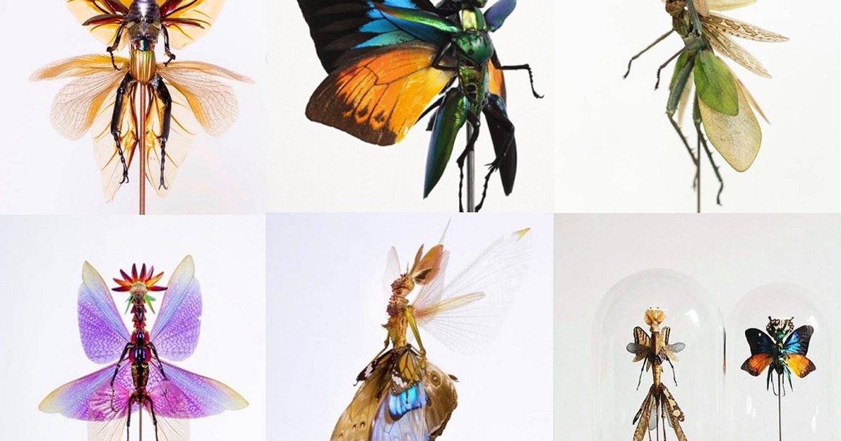Độc đáo các tác phẩm nghệ thuật làm từ côn trùng và giá đỗ