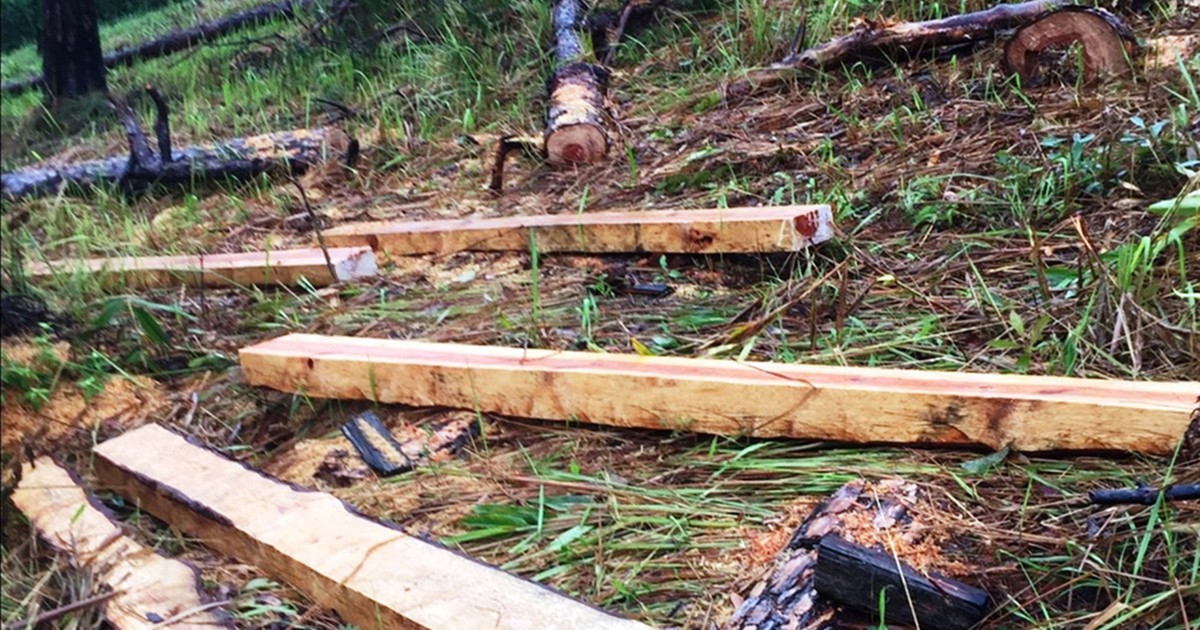 Lâm Đồng: 'Nóng' chuyện phá rừng, 4 trưởng ban quản lý rừng bị đình chỉ công tác