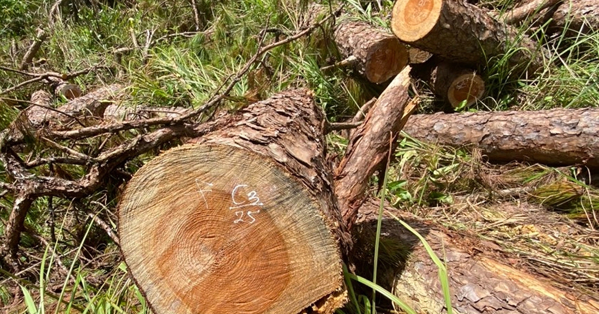 Lâm Đồng: Rừng thông tự nhiên ở Đam Rông bị phá lấy gỗ