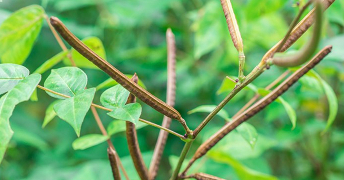 Nguy cơ ngộ độc, tử vong khi ăn hạt muồng tây để trị bệnh tiểu đường