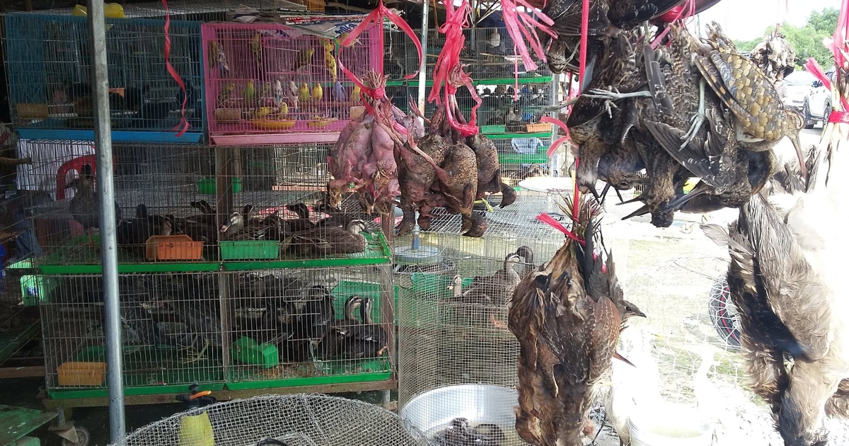 Phải đóng cửa chợ nông sản tận diệt chim trời