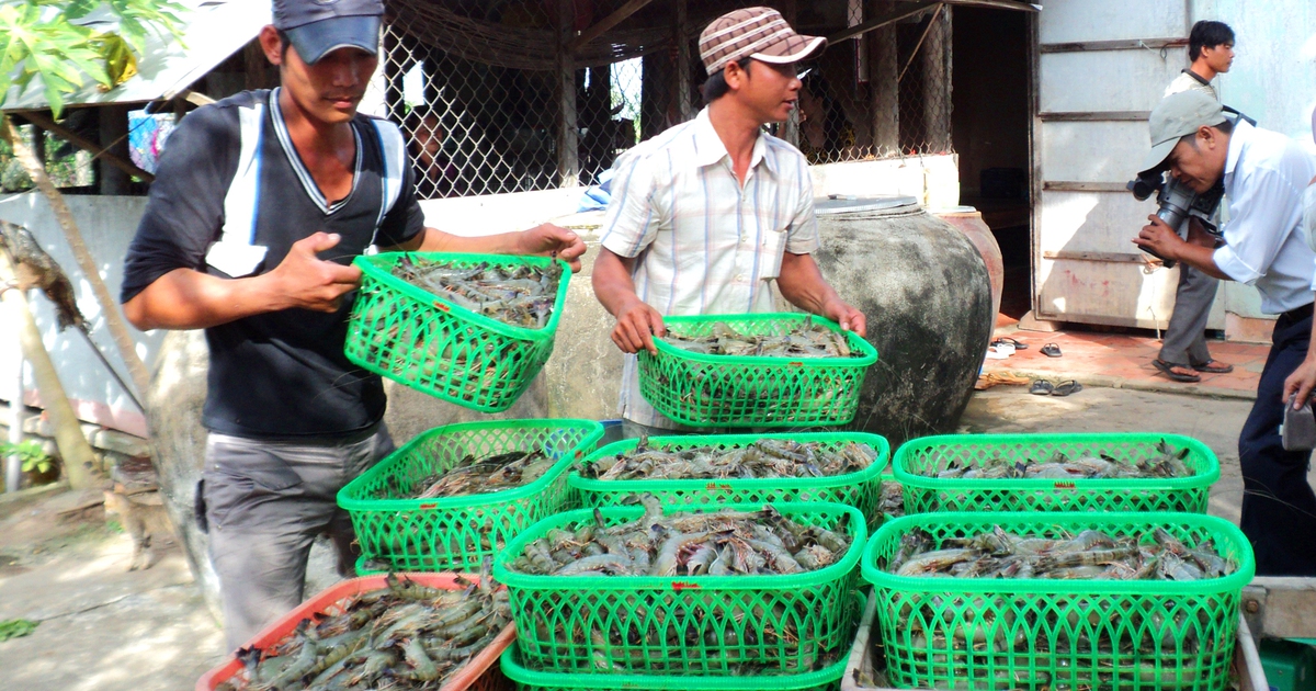 Khuyến khích tăng diện tích nuôi tôm, cá đón đầu thị trường