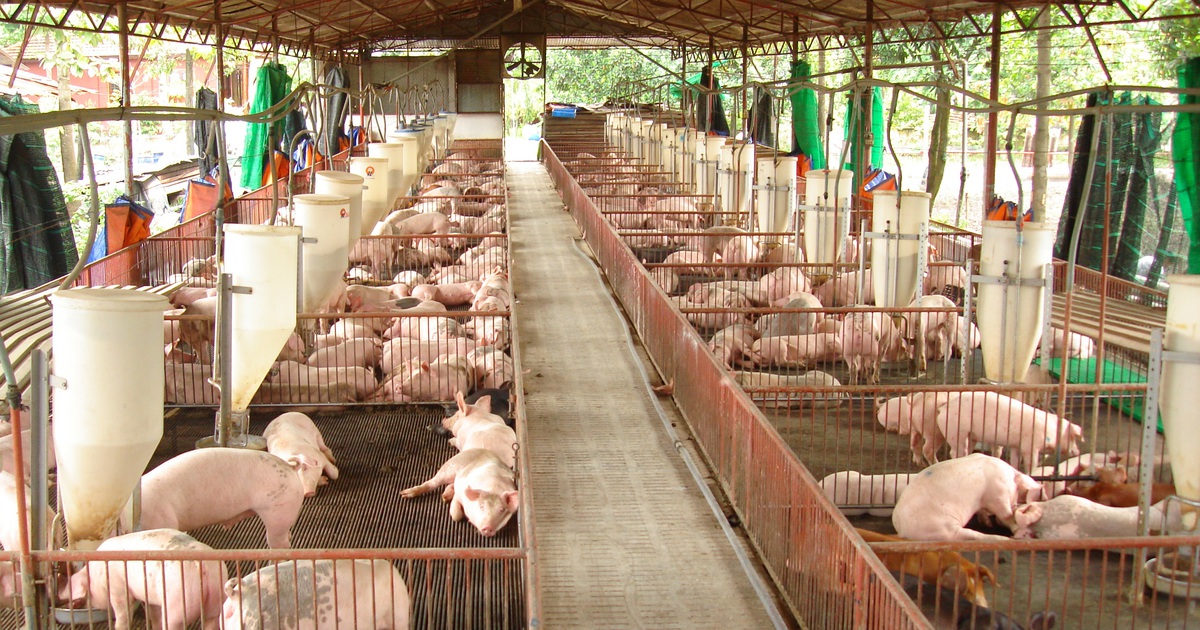 Cấp bách chống dịch tả heo châu Phi tràn vào Việt Nam