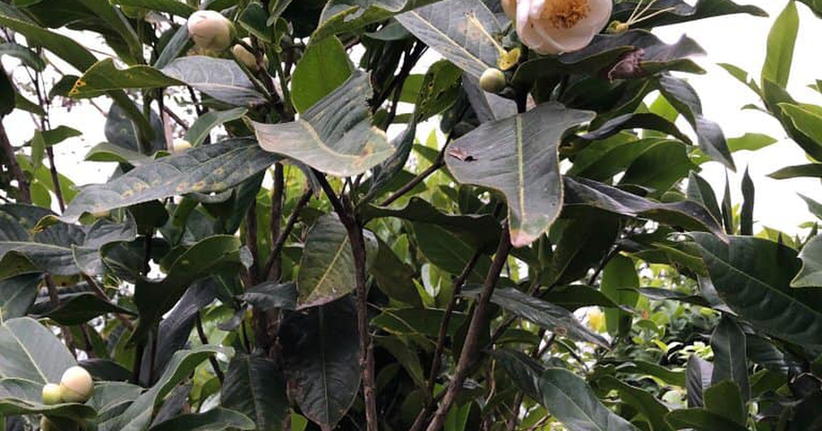 Cơn sốt cây bạch hải đường trắng hạ nhiệt