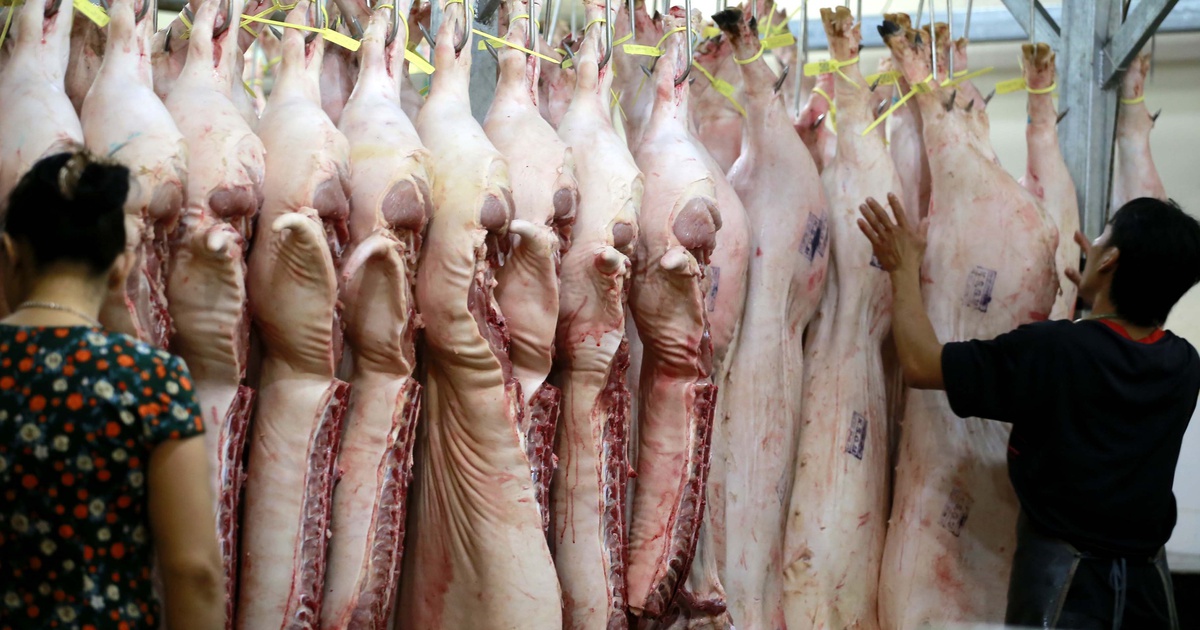 Giá heo hơi hôm nay 5.1.2023: Bắt đầu khởi sắc?