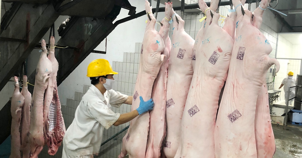 Giá heo hơi hôm nay 19.11.2022: Tiếp tục giảm