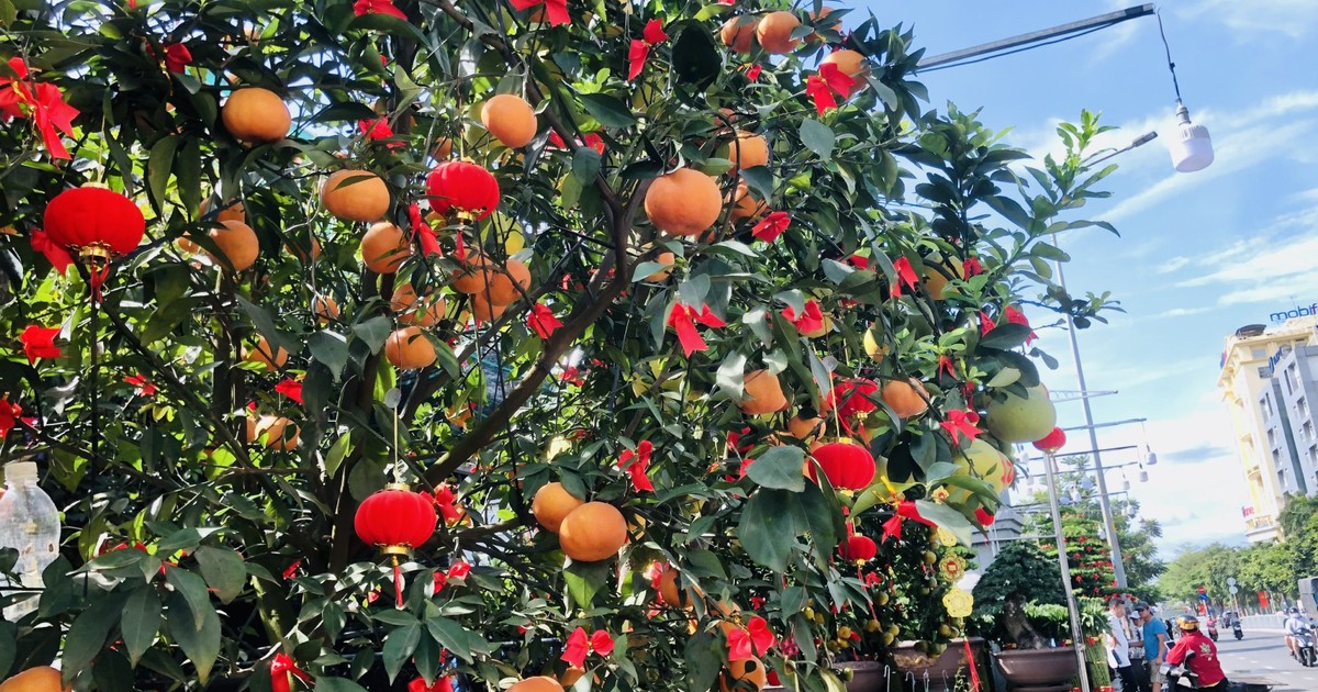 Hoa kiểng tết về chợ sớm, giá cao