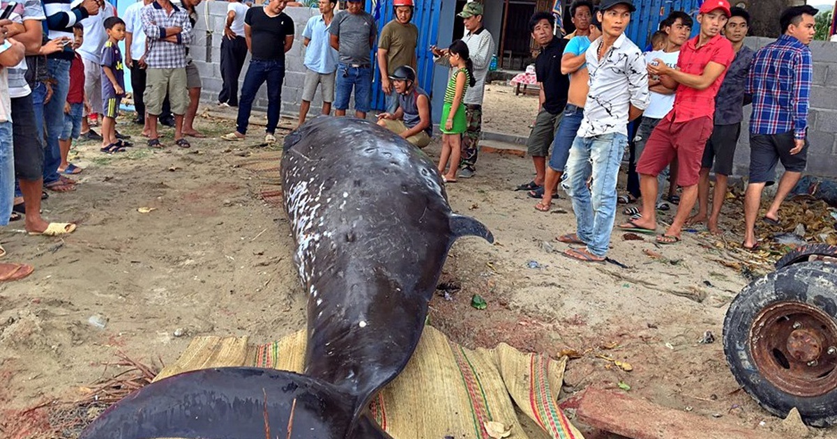 Chôn cất cá voi khoảng 2,5 tấn dạt vào bờ biển Khánh Hòa