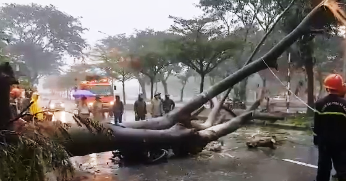 TP.HCM: Một người chạy xe máy bị cây xanh đè tử vong trong bão số 9