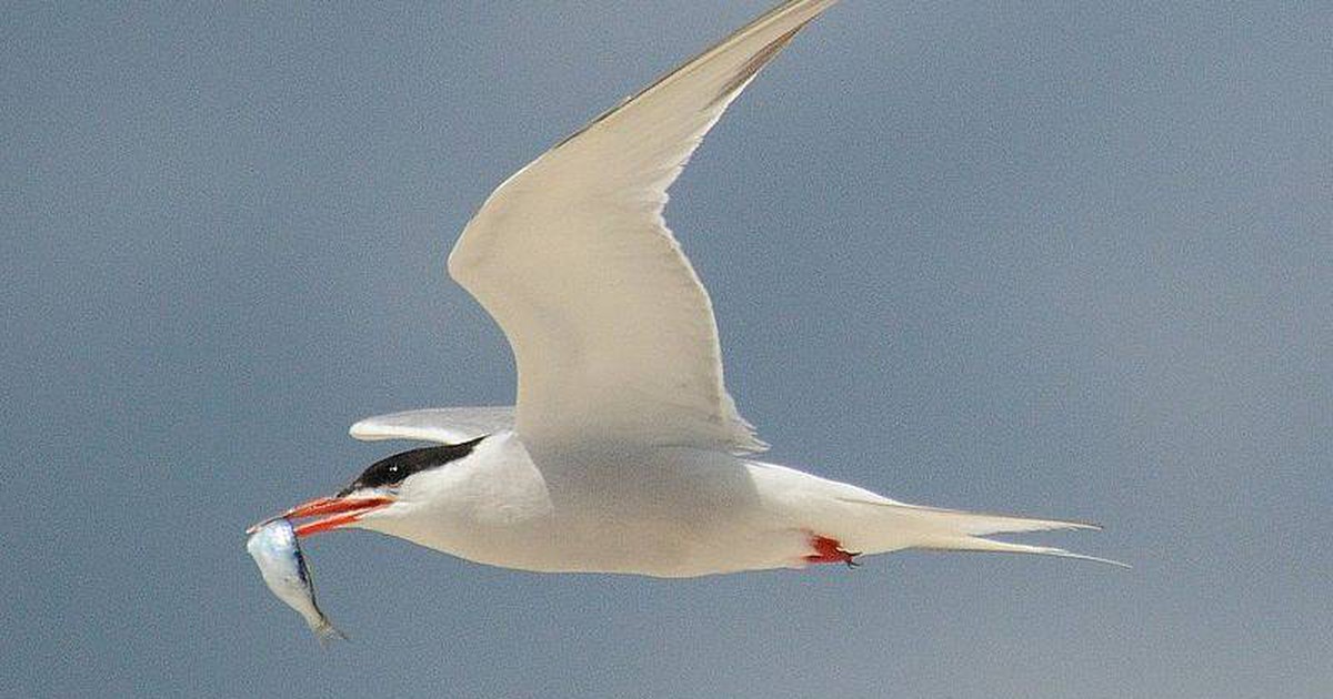 Chim nhạn hay chim nhàn trong bản 'Dạ cổ hoài lang' mới đúng?