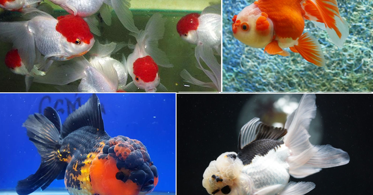 Những 'bật mí' về loại cá vàng Hạc đỉnh hồng (vương miện) phổ biến ở Việt Nam
