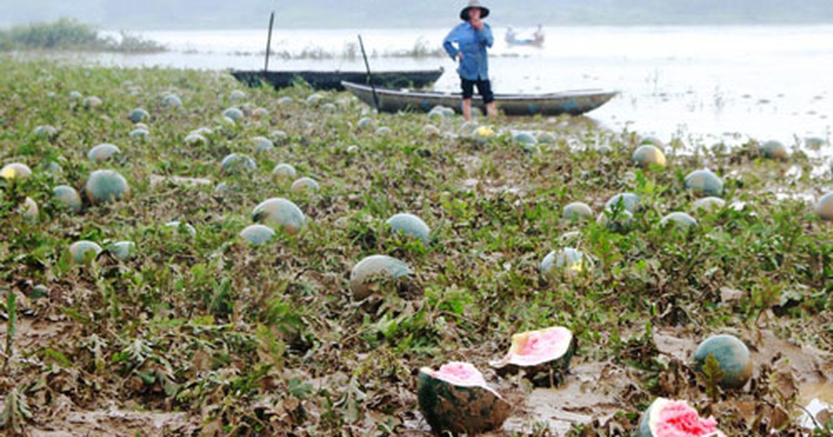 Mưa lũ bất thường, nông dân khóc ròng trên ruộng dưa hấu