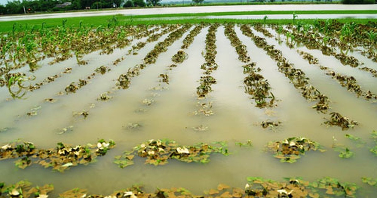 Lũ bất thường tại Quảng Trị: Mưa lắc rắc nhưng nước mô nhiều rứa?