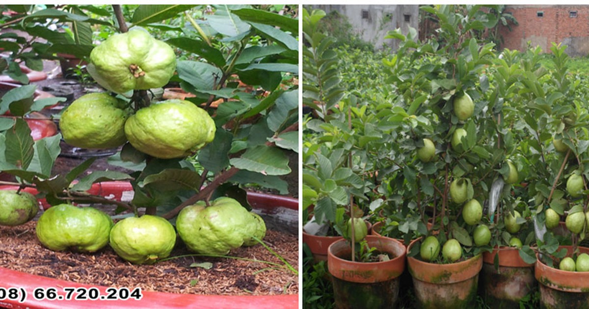 Trồng ổi trong chậu được nhận giải thưởng