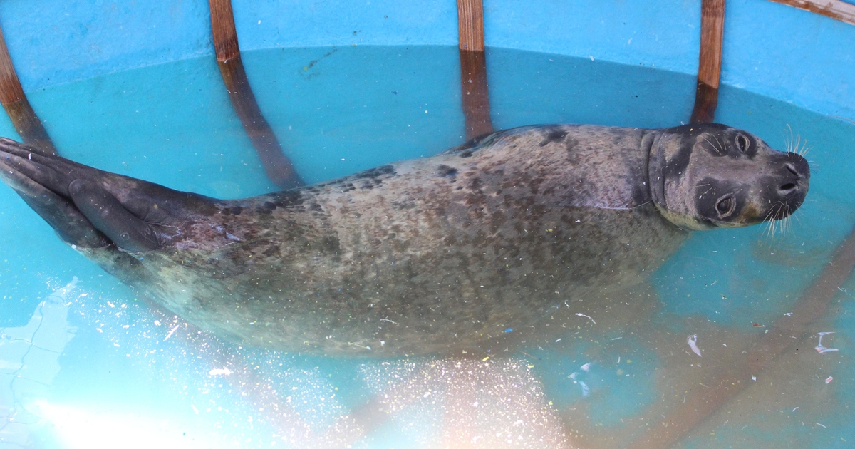 Hải cẩu xuất hiện ở bờ biển Quảng Nam