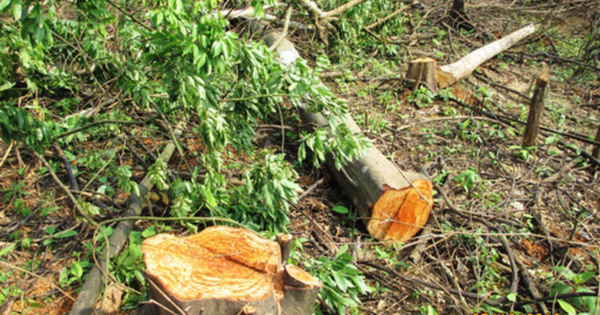 Đình chỉ vụ án 'vi phạm các quy định về khai thác và bảo vệ rừng'