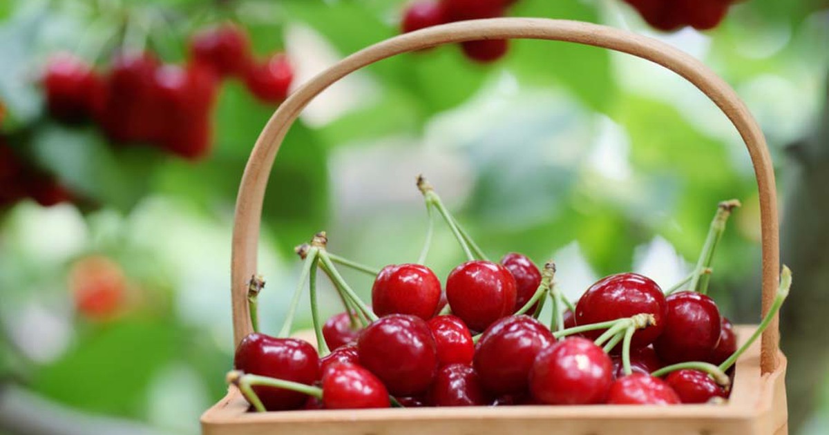 Những loại trái cây tốt cho người mắc bệnh thận